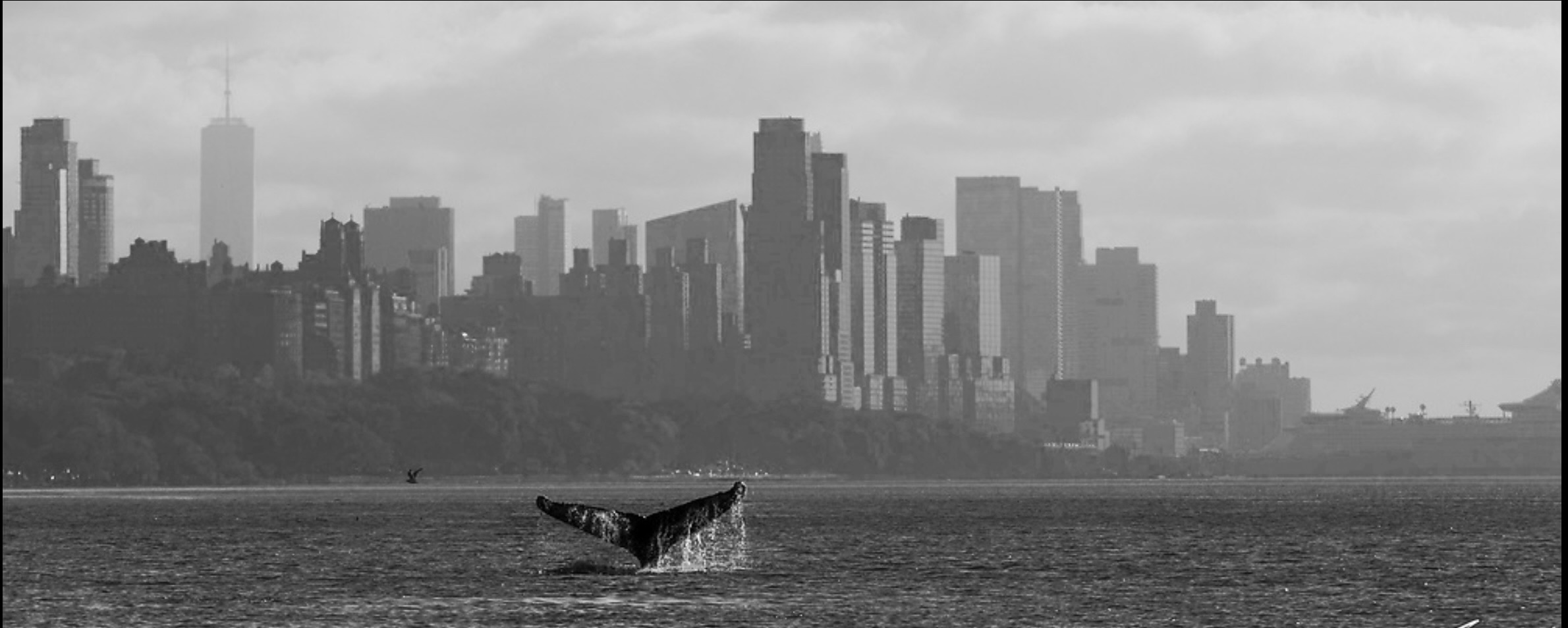 Whale tail of mammal descending into Manhattan harbor with city high-rise building backdrop for Ronnie Stangler MD services page regarding medical and psychiatric practice with focus on epigenetics.