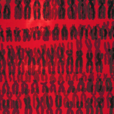 Abstract representation of full set of human chromosomes depicted as black against solid red background for Ronnie Stangler MD media and events page regarding article in Medium by Dr. Stangler on I Donated My DNA to Help Stop the Coronavirus.