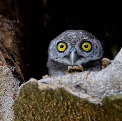 Face of spotted owl with bright yellow eyes in tree hollow for Ronnie Stangler MD media and events page regarding her presentation Epigenetics in the Family Enterprise.