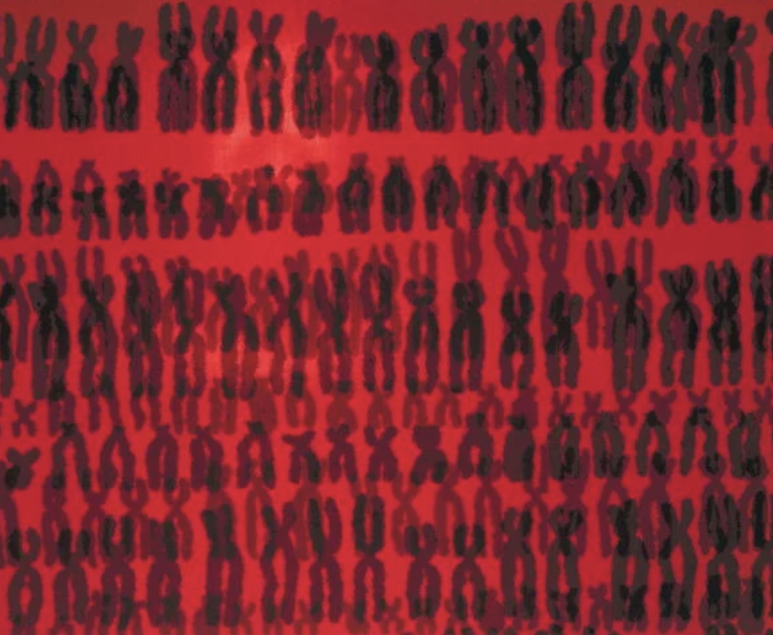 Abstract representation of full set of human chromosomes depicted as black against solid red background for Ronnie Stangler MD media and events page regarding article in Medium by Dr. Stangler on I Donated My DNA to Help Stop the Coronavirus.