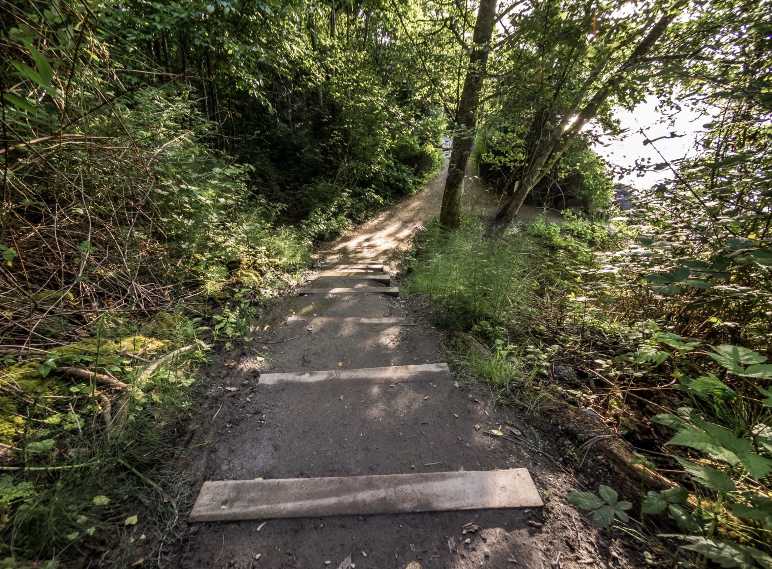 Photograph of dirt path in highly forested area for Ronnie Stangler MD good reads page regarding Nature as Medicine.