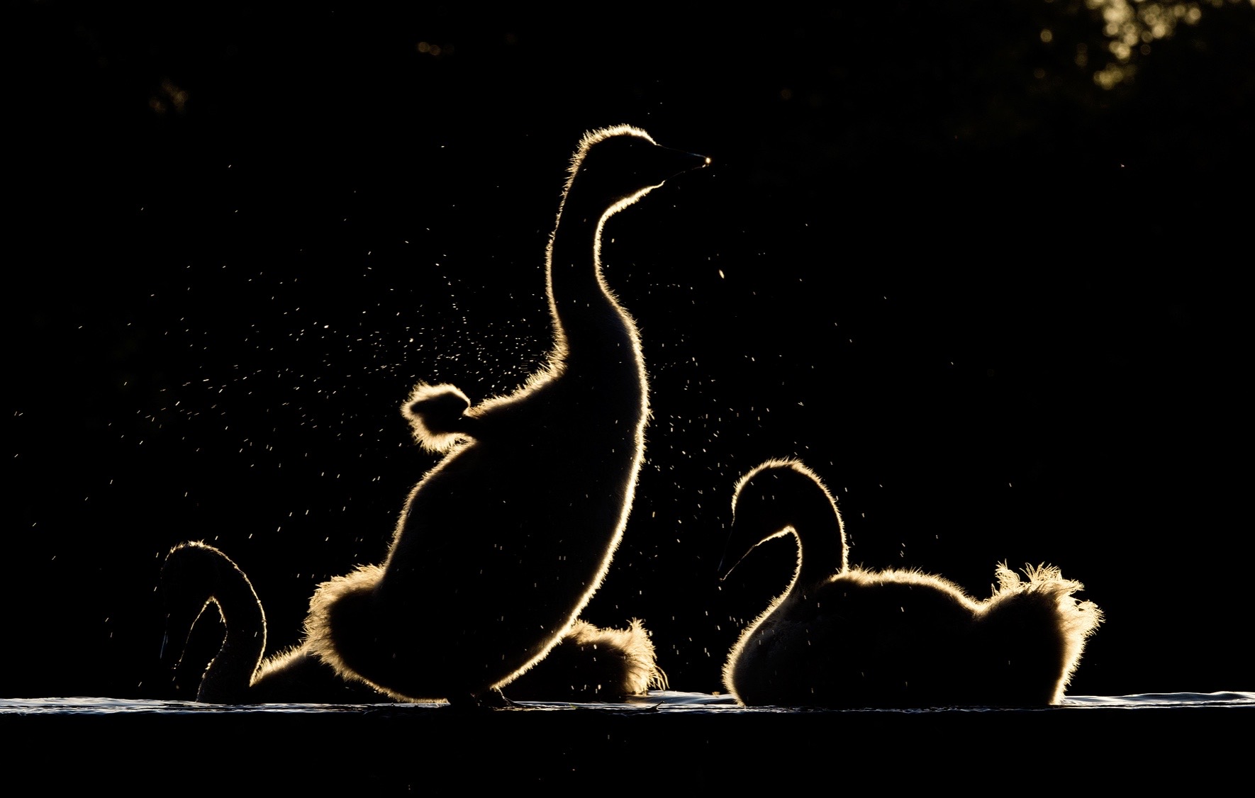 Backlit ducklings against night sky background for Ronnie Stangler MD good reads page regarding How To Feel Alive Again.