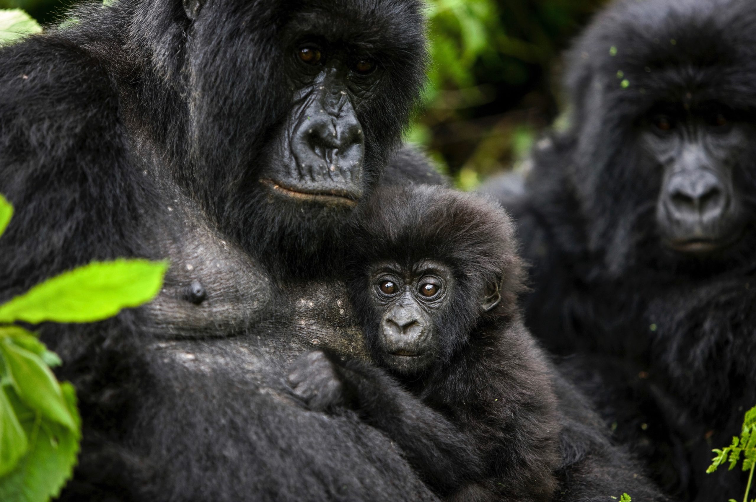 Chimpanzee family with infant chimp for Ronnie Stangler MD What Matters page.