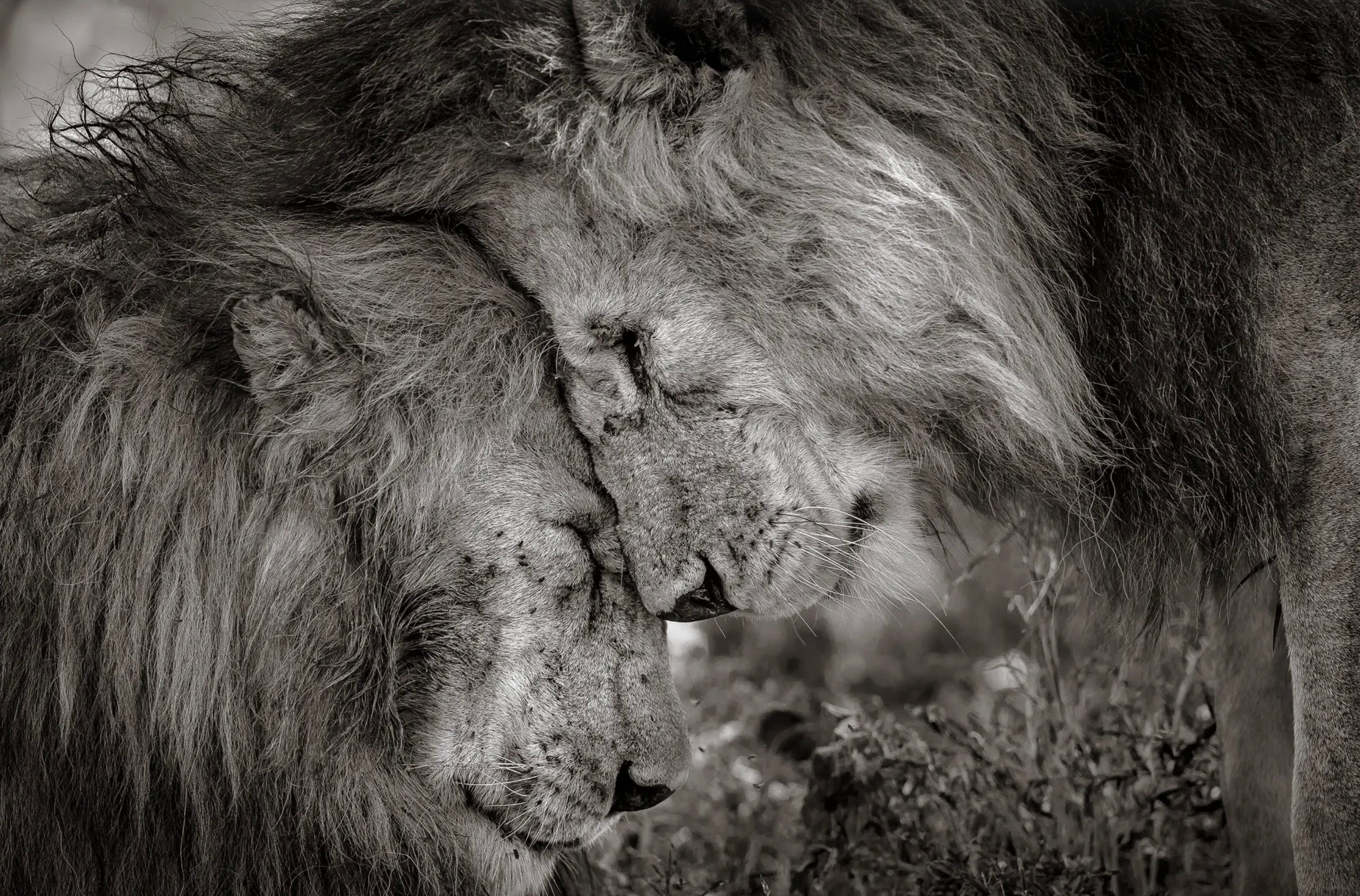 Closeup of two lions nuzzling heads for Ronnie Stangler MD good reads page regarding Scientists Break 30 Years of Cuddling Research.