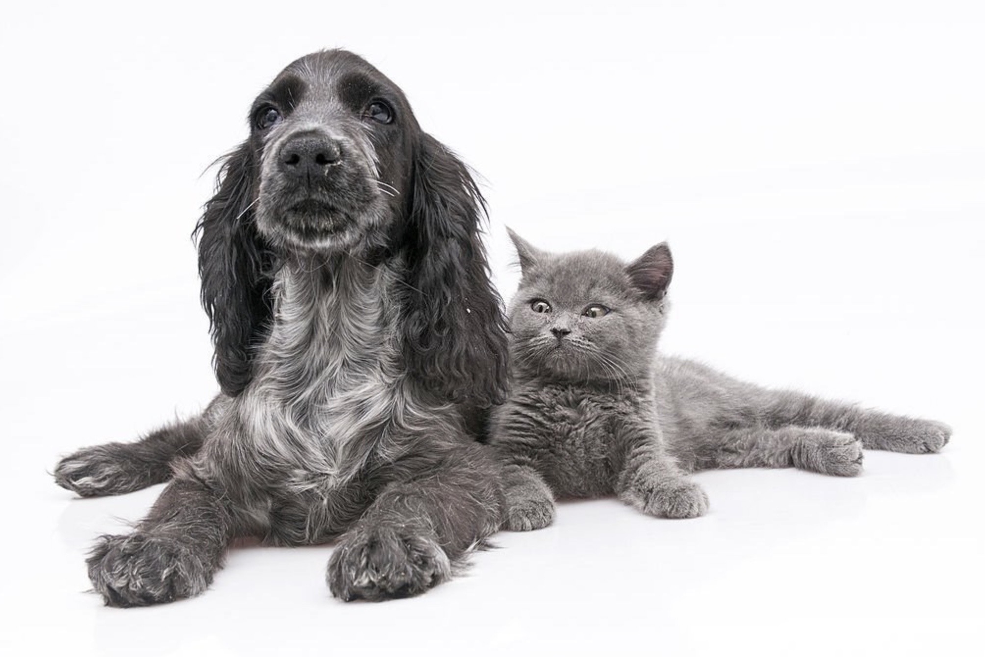 Photograph of dog and cat sitting together in Ronnie Stangler MD good reads post regarding A Pet Can Change Your Life (you already knew that).