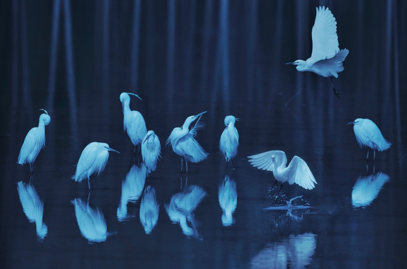 stylized photograph blue cranes reflecting beauty everyday nature for good reads page Ronnie Stangler MD regarding Forget your bucket list