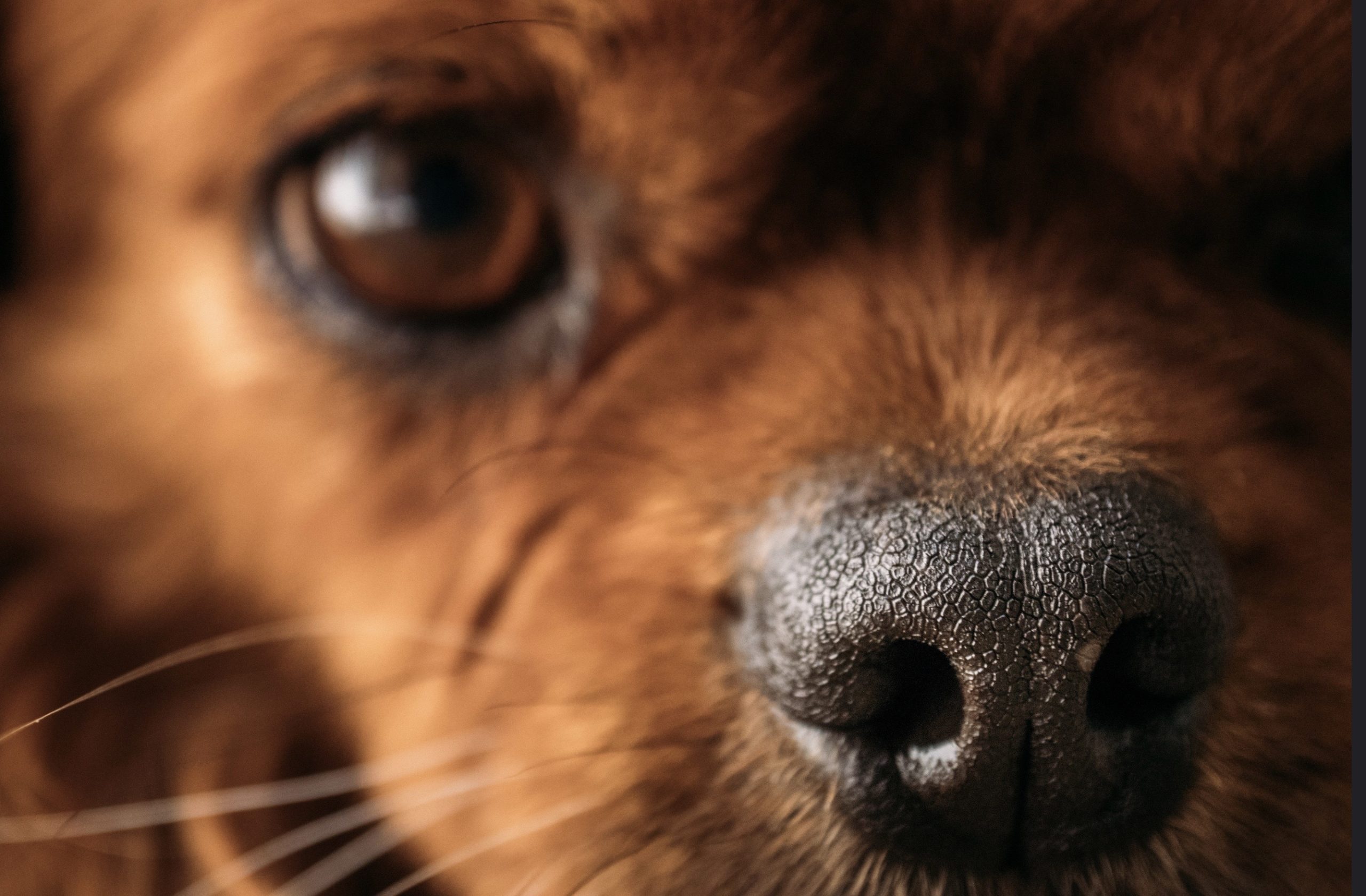 Close-up photograph of dog face, emphasizing nose, for Ronnie Stangler MD good reads page regarding On Pets, Moral Logic and Love.