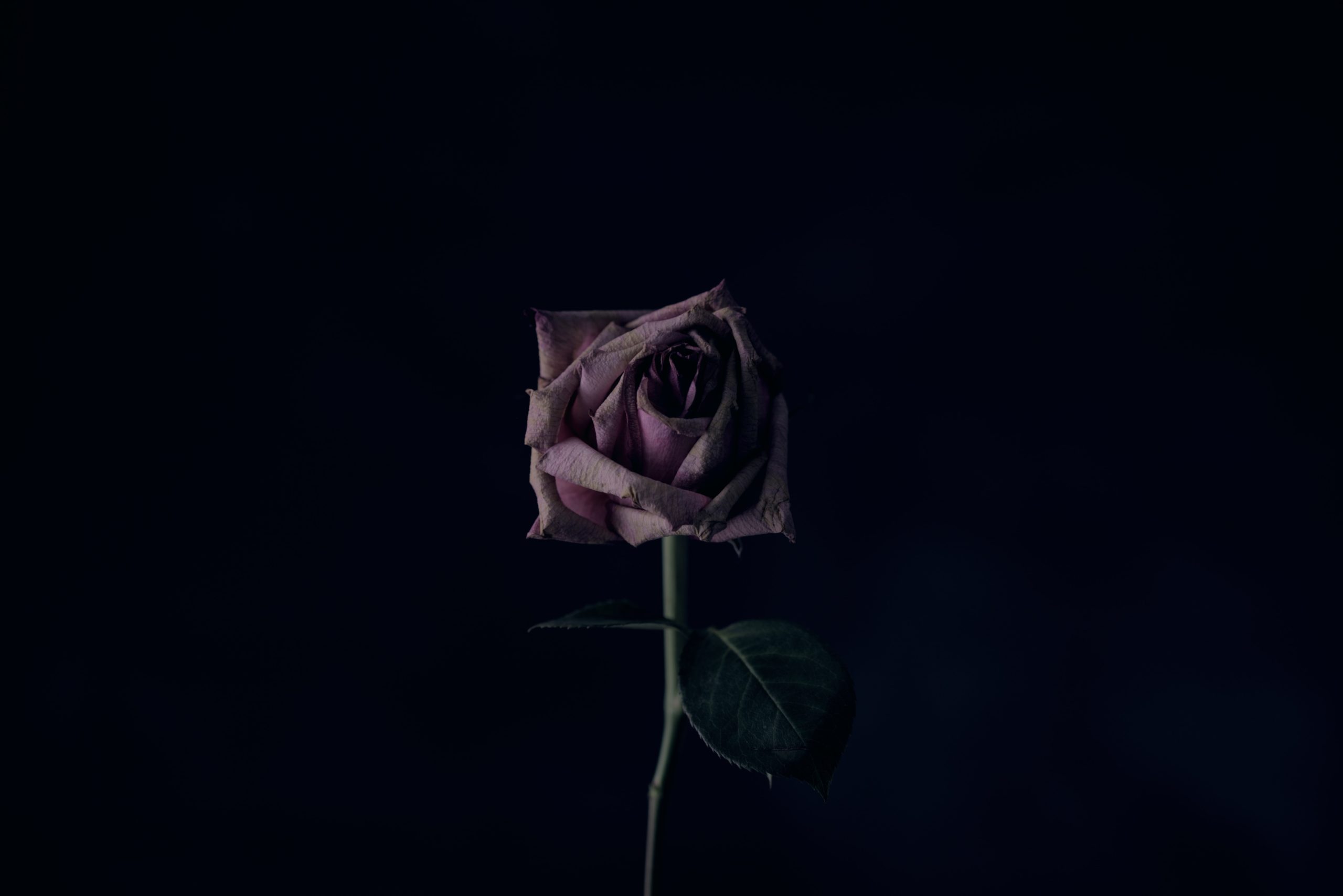 photograph dark purple wilting rose against black background